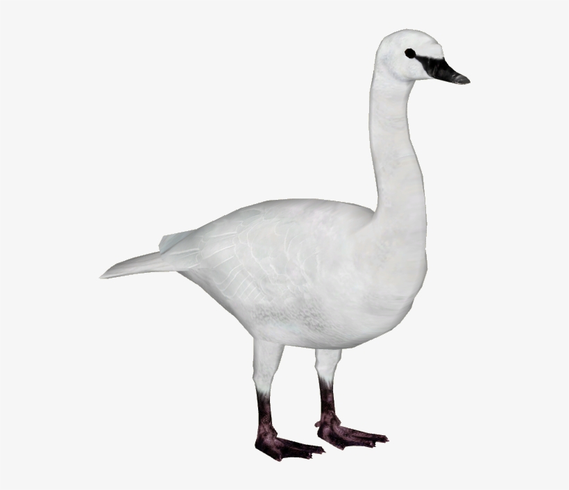 Trumpeter Swan - Zoo Tycoon 2 Goose Download, transparent png #2035024