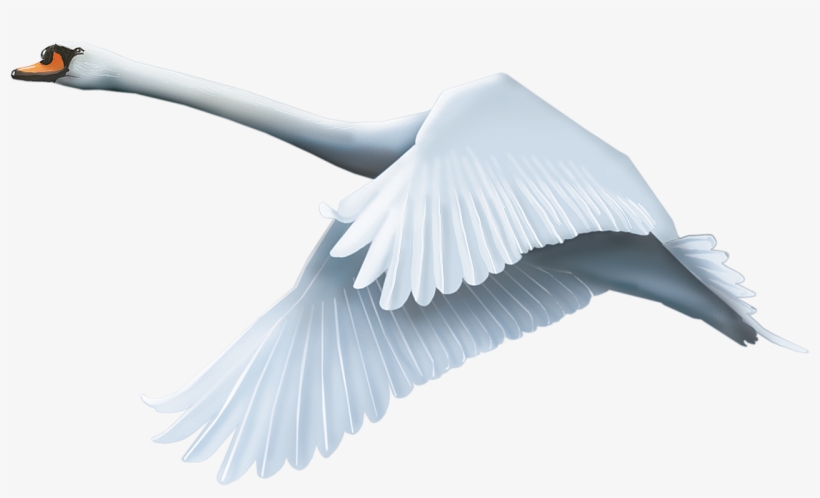 Swan Png, transparent png #2035052