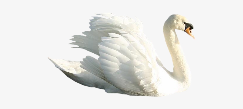 Swan Png, transparent png #2035097