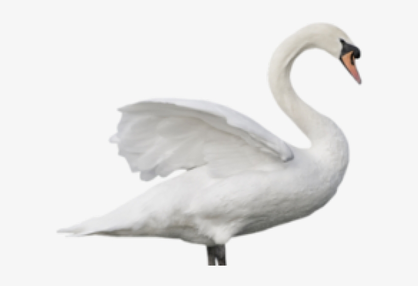 Swan Png Image Without Background Web Icons Png - Swans Bird Png, transparent png #2035294
