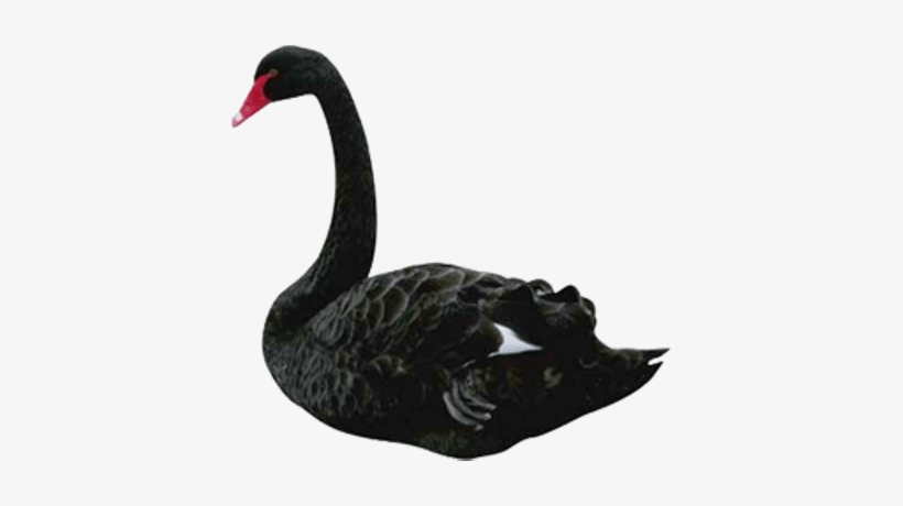 Black Swan, transparent png #2035399