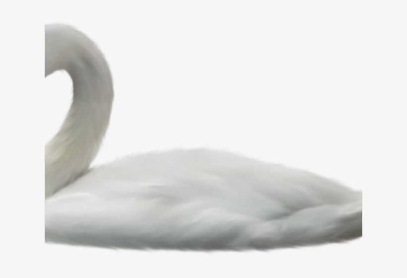 Swan Png Transparent Images - Swan, transparent png #2035591