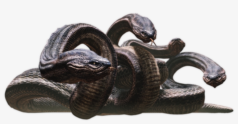 Hurricane Harvey, Continued Five More Women Come Forward - Dungeons And Dragons 5e Hydra, transparent png #2037883