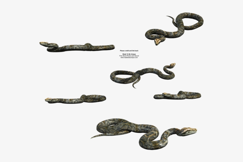 Python Snake Free Transparent By Madetobeunique On - Python Snake ...
