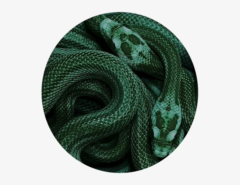 Green Snake Aestheticcircle Circle - Dark Green Aesthetic Snake, transparent png #2038120