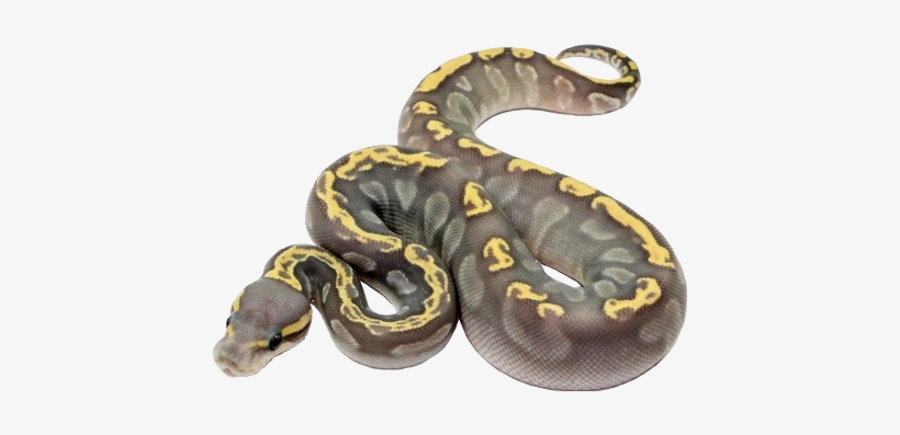 Snakes, transparent png #2038141