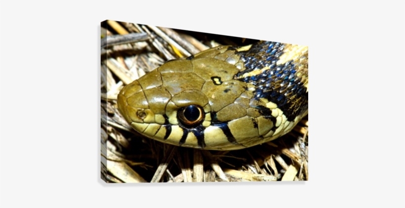 Checkered Garter Snake's Head Canvas Print - Thamnophis Marcianus, transparent png #2038167