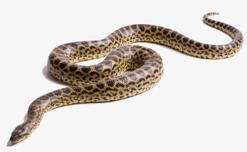 Anaconda Png Transparent Anaconda - Green Anaconda Png, transparent png #2038255