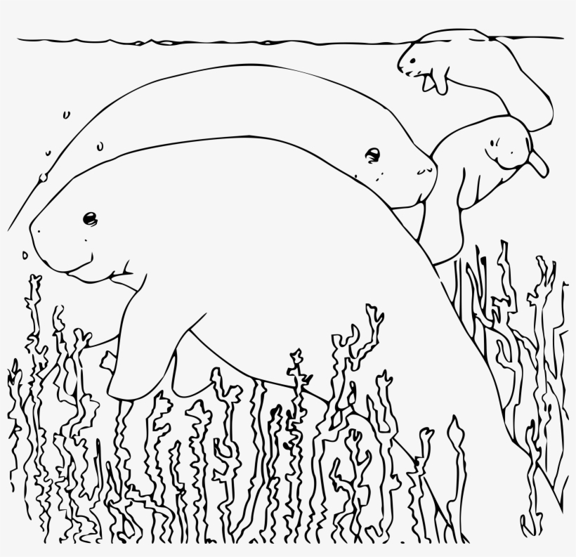 How To Set Use Coloring Book Manatee Icon Png, transparent png #2038650