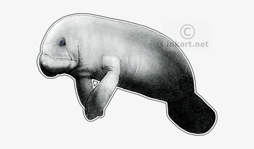 Image Royalty Free Stock Clipart Marine Mammal For - Manatee Transparent Background, transparent png #2038678