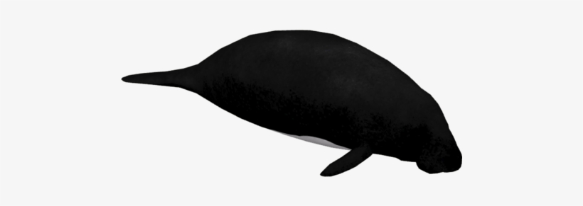 Dwarf Manatee - Whale, transparent png #2038746