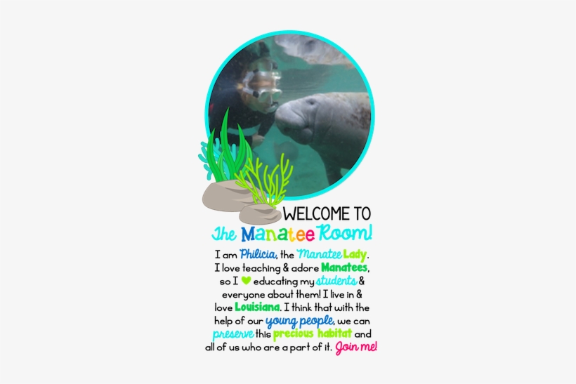 The Manatee Room - Manatee, transparent png #2038991