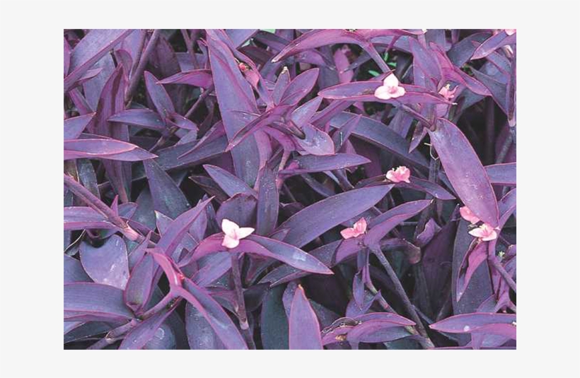 Purple Heart - Purple Queen Plant, transparent png #2039046