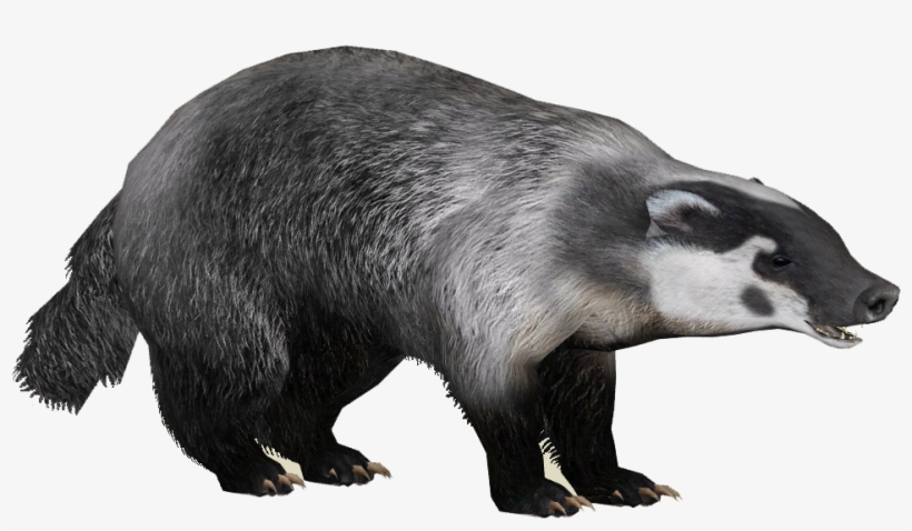 American Badger - American Badger Png, transparent png #2045305
