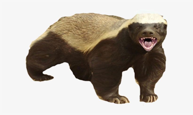 Badger Png - S Honey Badger Funny, transparent png #2045357