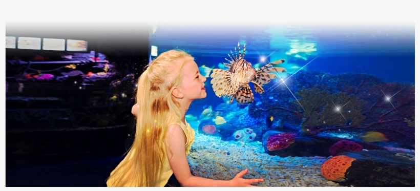 Are You Ready For An Incredible, Close Encounter With - Sea Life Aquarium Gardaland, transparent png #2045435