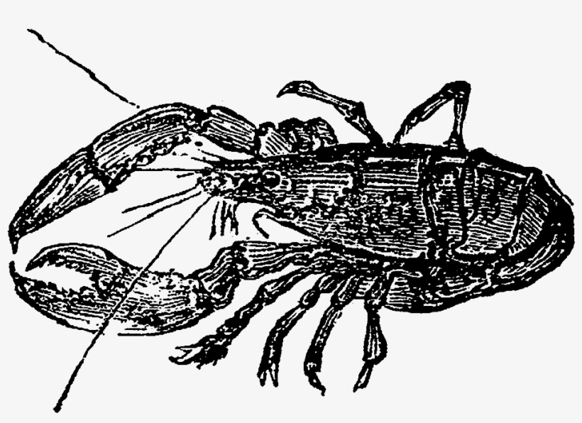 Digital Sea Life Downloads - Cancer, transparent png #2045481