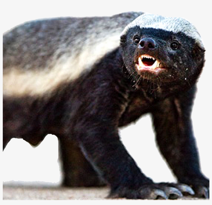 Large Picture Of A Badger, transparent png #2045484