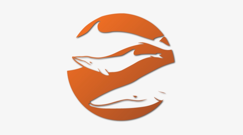 Scotland's Premier Wildlife & Whale Watching Tours - Sealife Surveys, transparent png #2045553