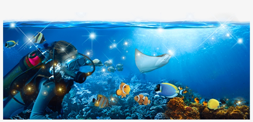 Save Our Seas - Gardaland Sea Life, transparent png #2045762