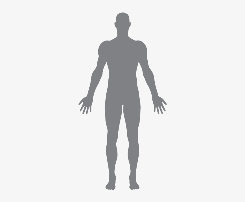 Muscleman - Forma Del Cuerpo Humano, transparent png #2046201