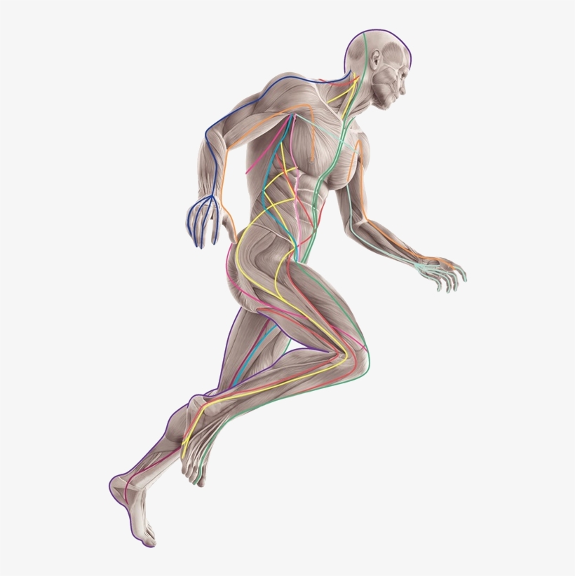 Muscular Running Man Hove - Anatomy Trains 3e By Thomas Myers, transparent png #2046271