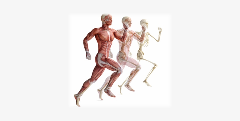 Running - Current Researches In Skeletal Muscle, transparent png #2046312