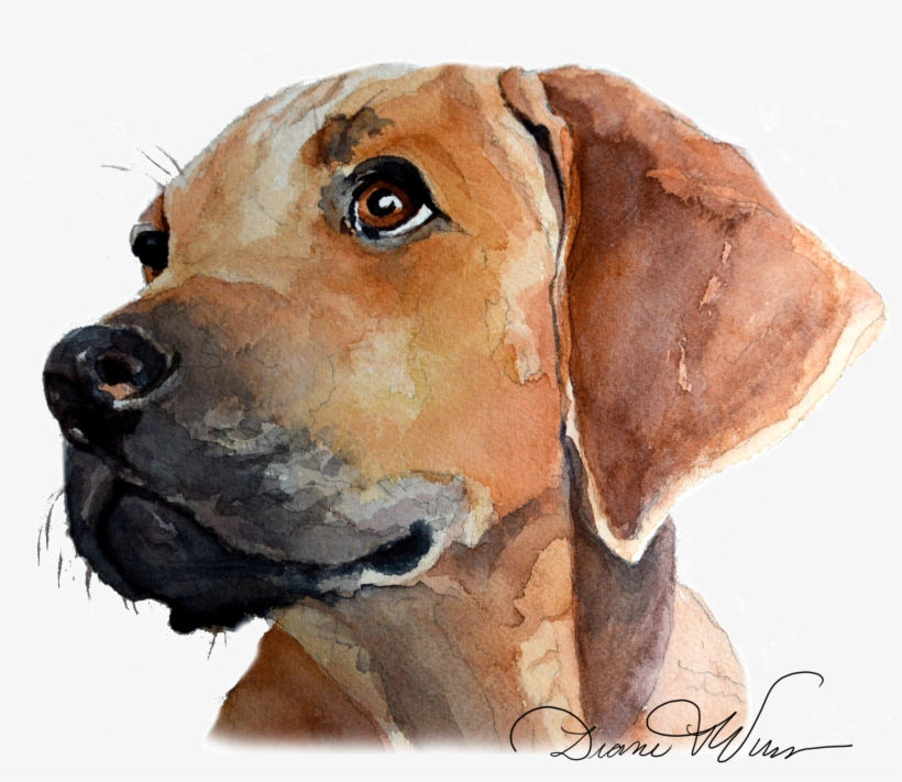Diane Vulcan Shared - Rhodesian Ridgeback, transparent png #2046914