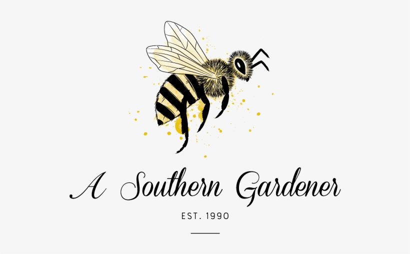 A Gardening And Home Decor Store / Williamsburg, Va - Net-winged Insects, transparent png #2049737