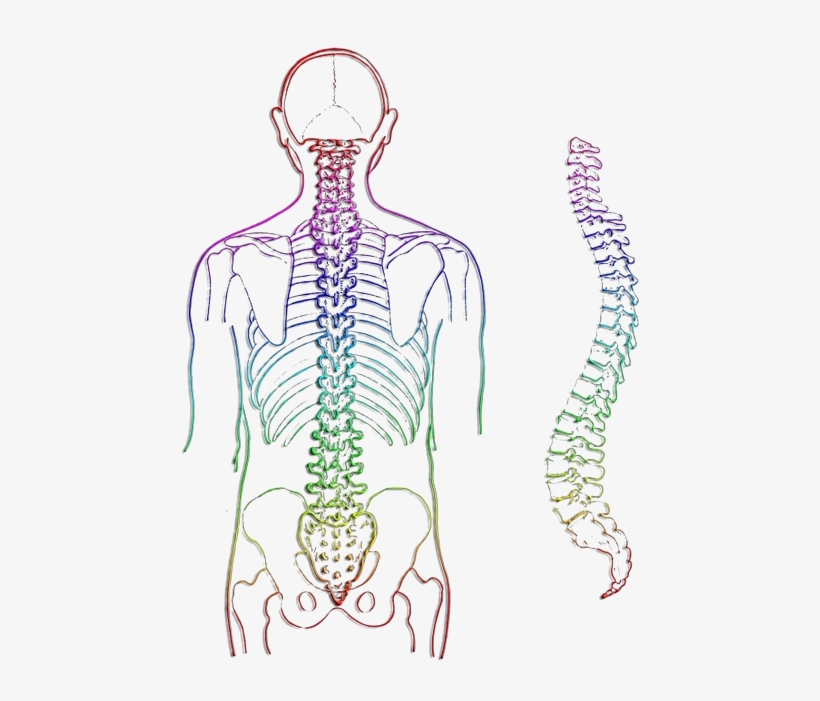 The Spinal Cord Conducts Information From The Body - Body Spine, transparent png #2049854