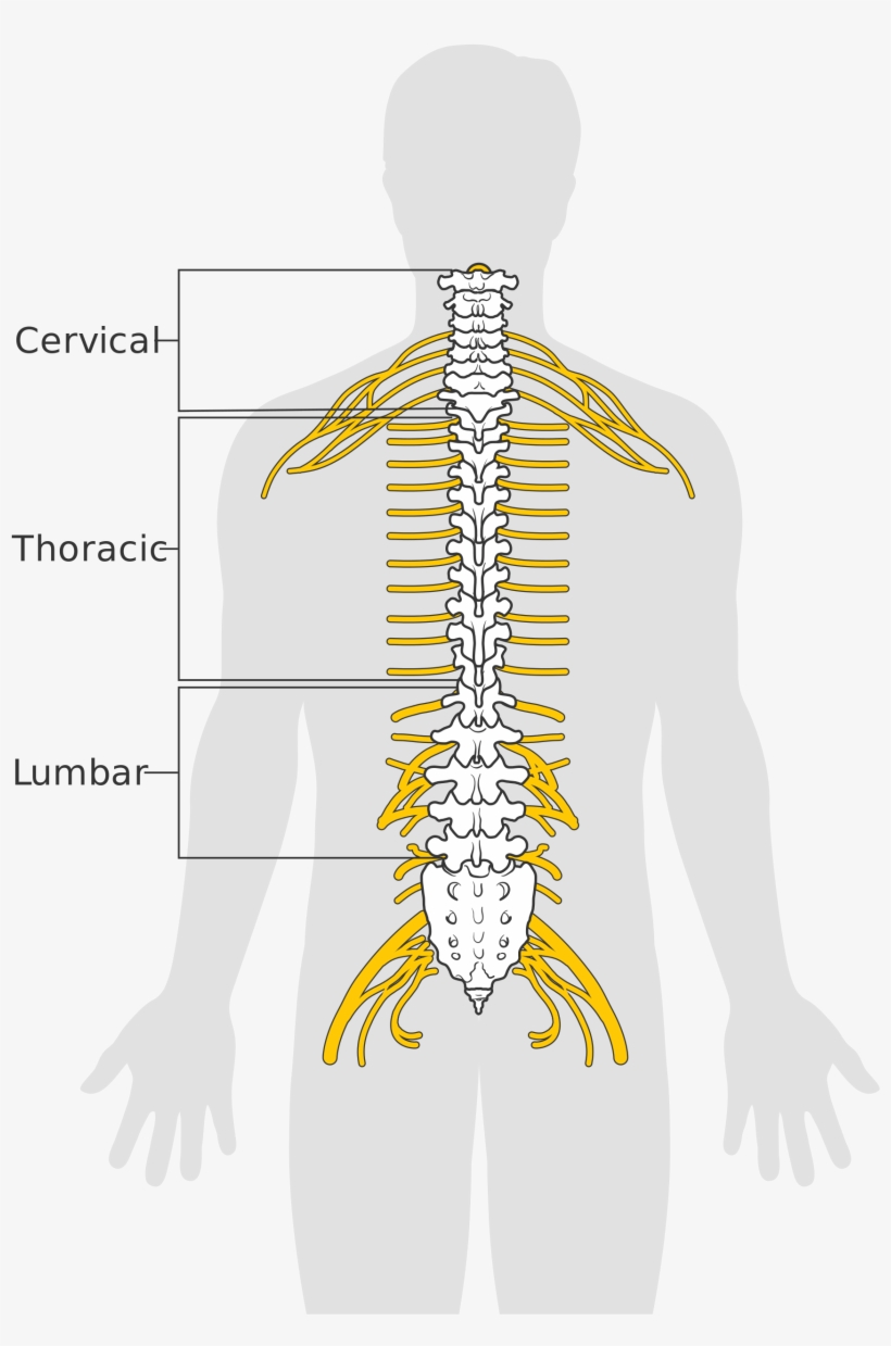 Open - Anatomy Of The Back Skeleton And Nerves, transparent png #2049887