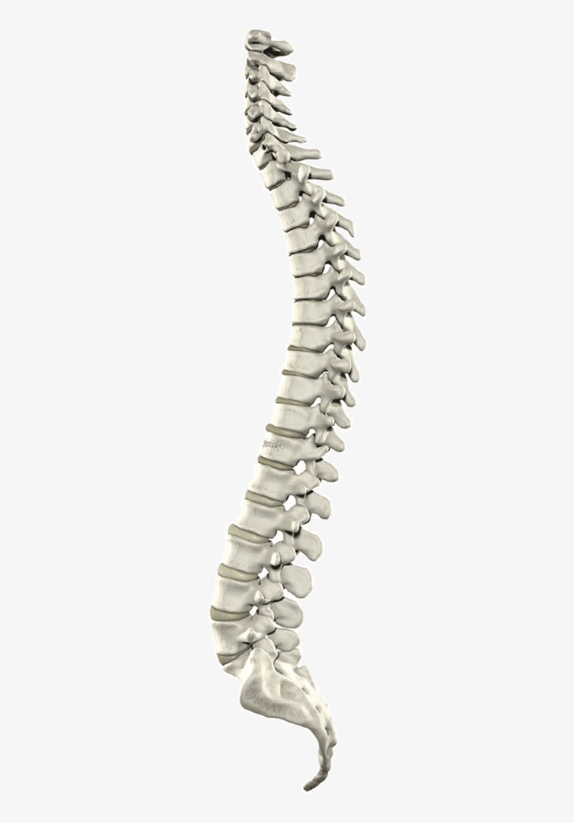 Epidurals - Spinal Cord Png, transparent png #2049941