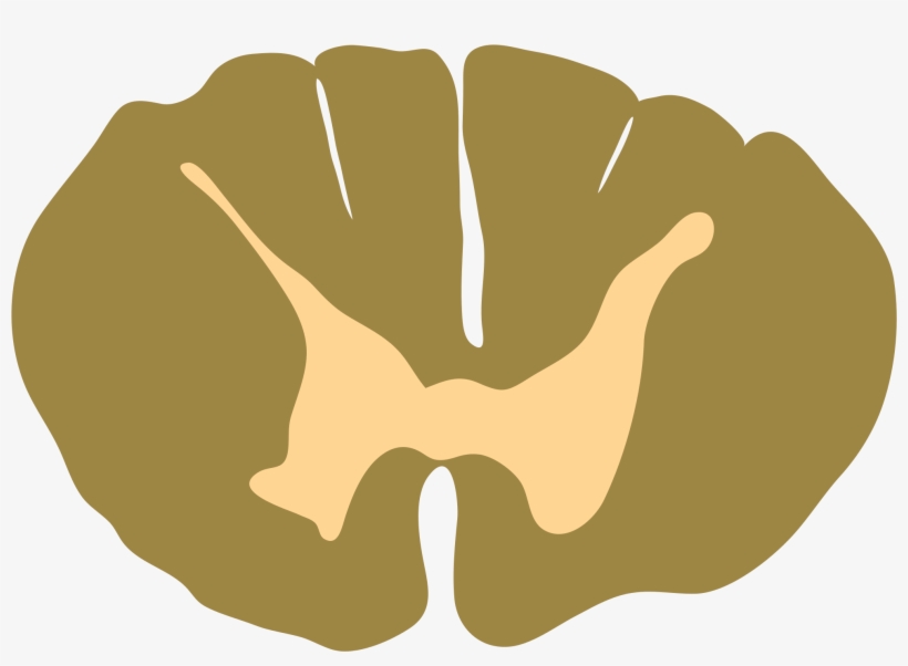 Open - Spinal Cord, transparent png #2049988