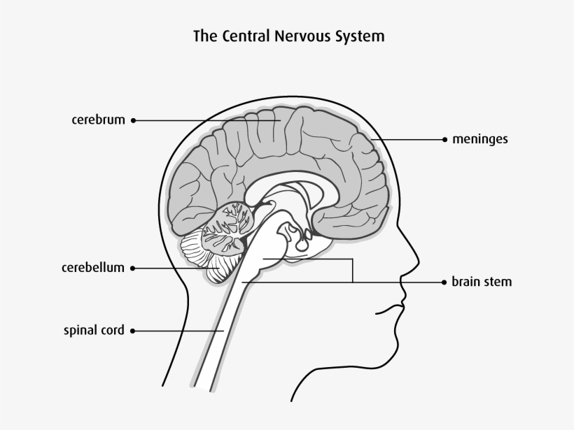 Types Of Brain And Spinal Cord Tumours - Brain With Spinal Cord Cerebrum Brain Stem, transparent png #2050037