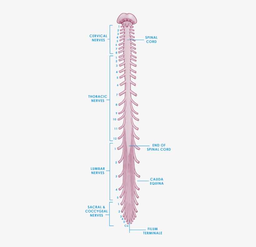 The Spinal Cord - Struktur Spinal Cord, transparent png #2050162