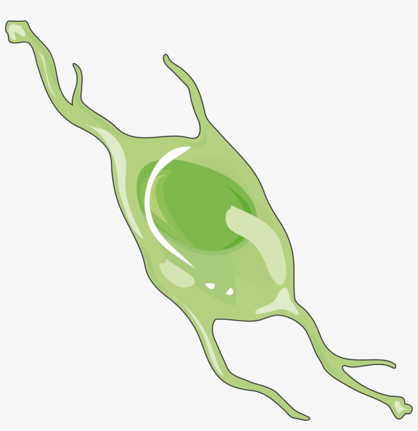 Astrocyte, transparent png #2050266