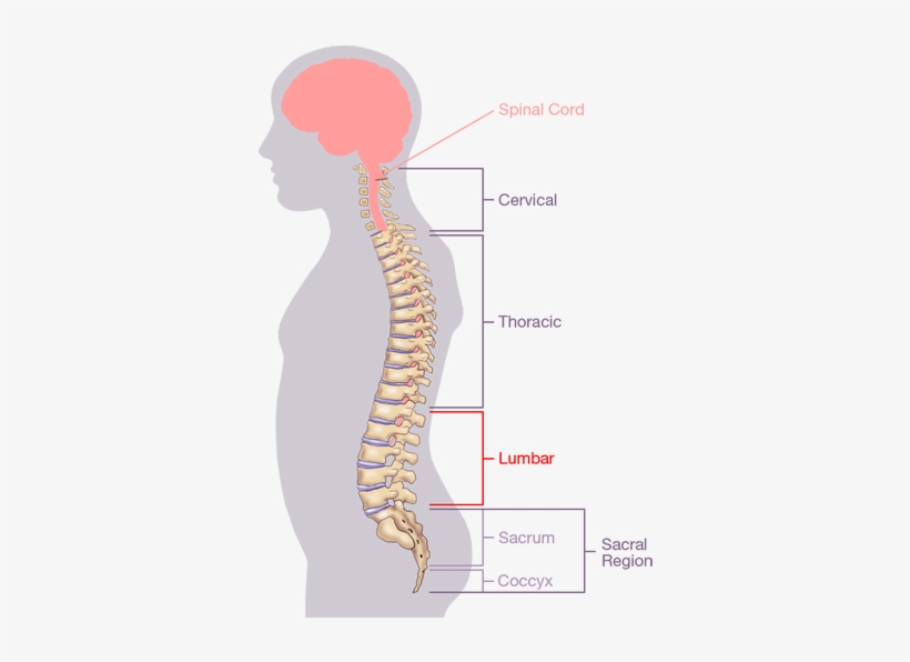 The Spinal Column Itself Consists Of 33 Individual - Cervical Spine Region, transparent png #2050312