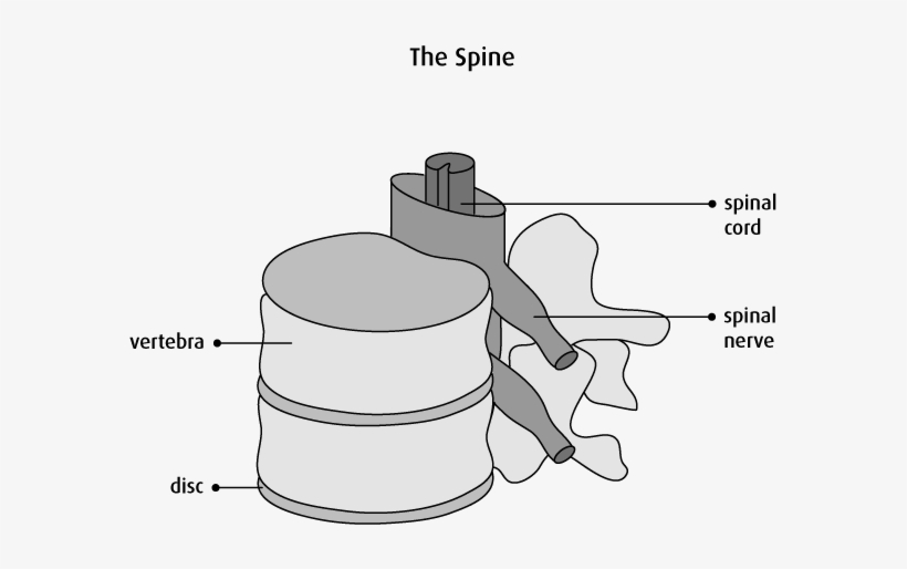 Graphic Of The Spine - Three Main Functions Of The Spine, transparent png #2050366