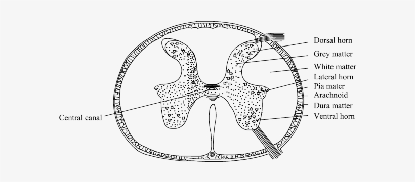Expert Answer - > - Ts Of Spinal Cord, transparent png #2050368