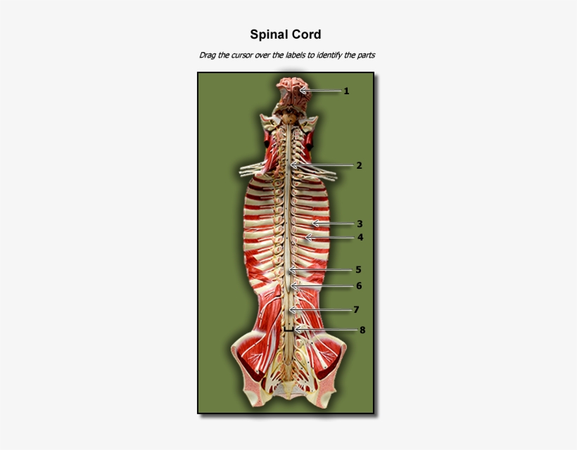 Spinal Cord - Human, transparent png #2050397