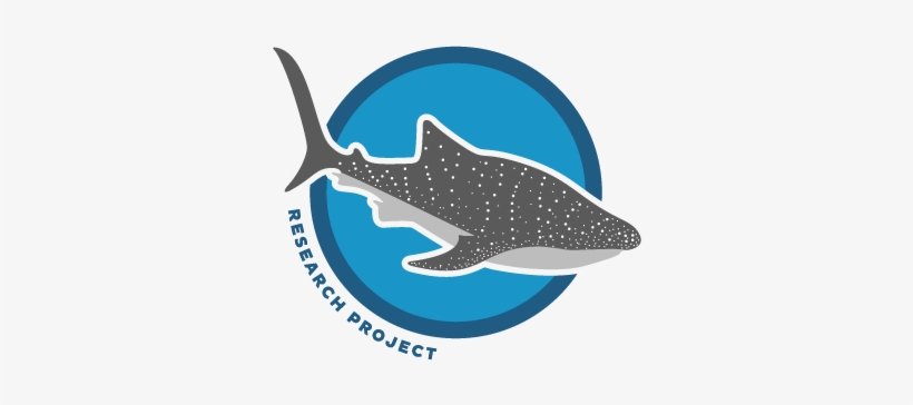 About The Whale Shark Research Project - Schenker Barden Acoustic Project Gipsy, transparent png #2050424