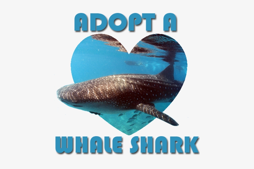 Comments - Whale Shark, transparent png #2050479