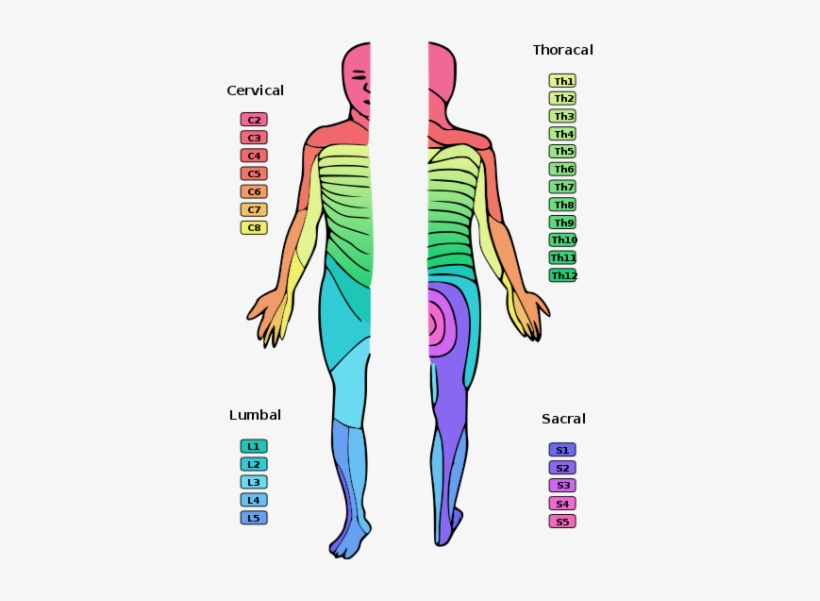 Map Of Skin Innervation Pattern By Specific Spinal - Nerve Distribution, transparent png #2050505