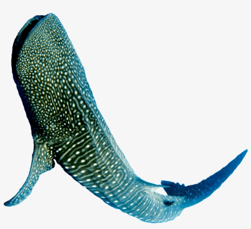 Quick Navigation - Whale Shark, transparent png #2050506