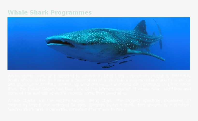 Before The Mid 1990's, Whale Sharks Had Little Commercial - Whale Shark, transparent png #2050570