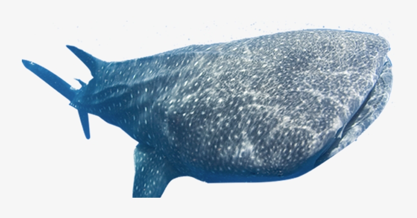 Simple Solutions For Planet Earth And Humanity - Whales, transparent png #2050591