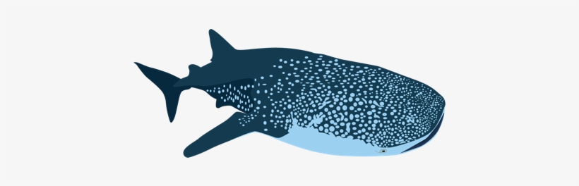 The Whale Shark - Imagenes De Tiburones Png, transparent png #2050592