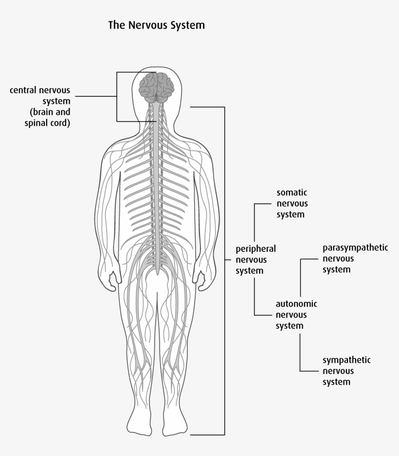 Anatomy And Physiology Of The Brain And Spinal Cord - Spinal Cord, transparent png #2050615