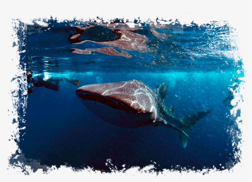 Maldives - Whale Shark - Fish, transparent png #2050648