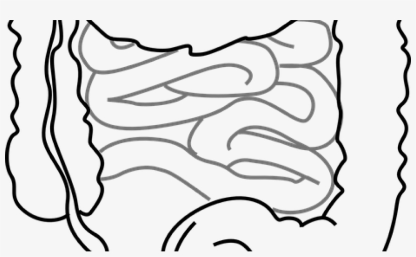 Bladder And Bowel Care When You Have Spinal Cord Injury - Small Intestine Clipart, transparent png #2050744